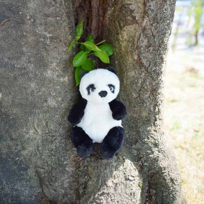 Baby Jie Jie panda