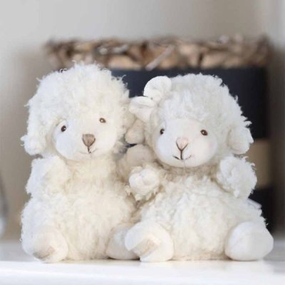 Baby Molly & Mack lamb