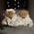 Mr & Mrs Bukowski Teddy