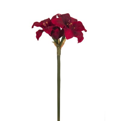 Amaryllis red 35 cm