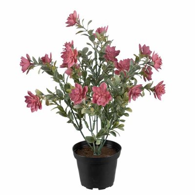 Succulent pink 30 cm