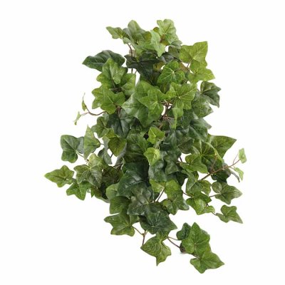 Ivy in a pot 30 cm