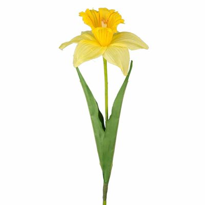 Daffodil yellow