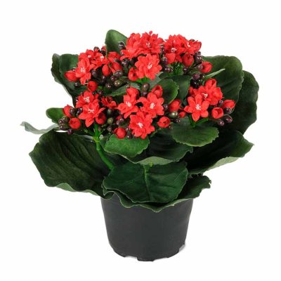 Kalanchoe red