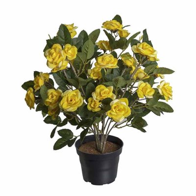 Rose in a pot yellow 30 cm