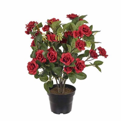 Rose in a pot red 30 cm