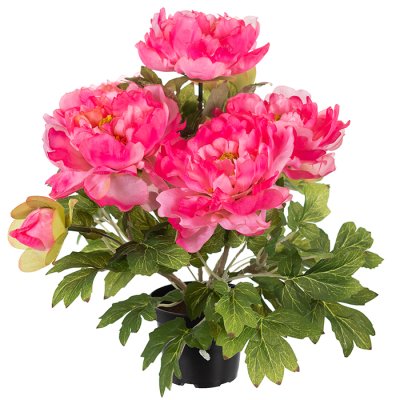 Peony in a pot pink