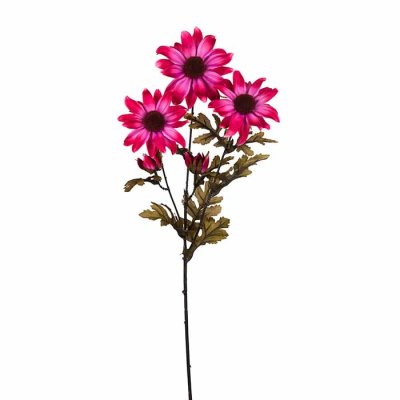 Rudbeckia pink 65 cm