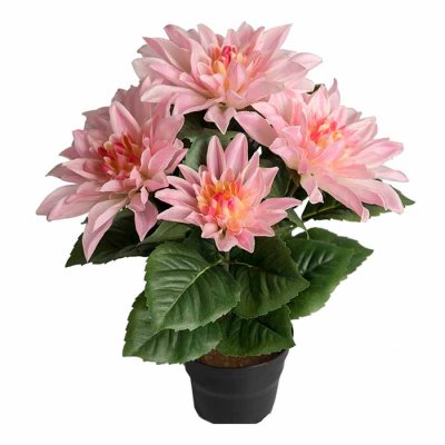 Dahlia in a pot light pink 30 cm