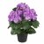 Hydrangea violet