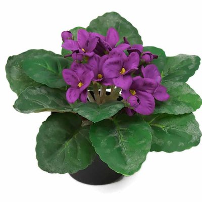 Saintpaulia purple 15 cm