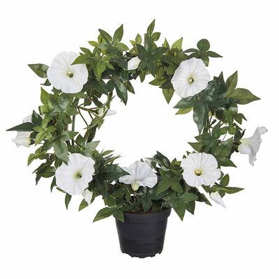 Morning glory wreath white