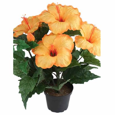 Hibiscus in a pot yellow 36 cm