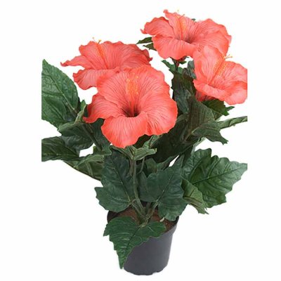 Hibiscus in a pot 36 cm