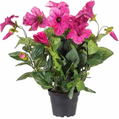 Petunia in a pot pink